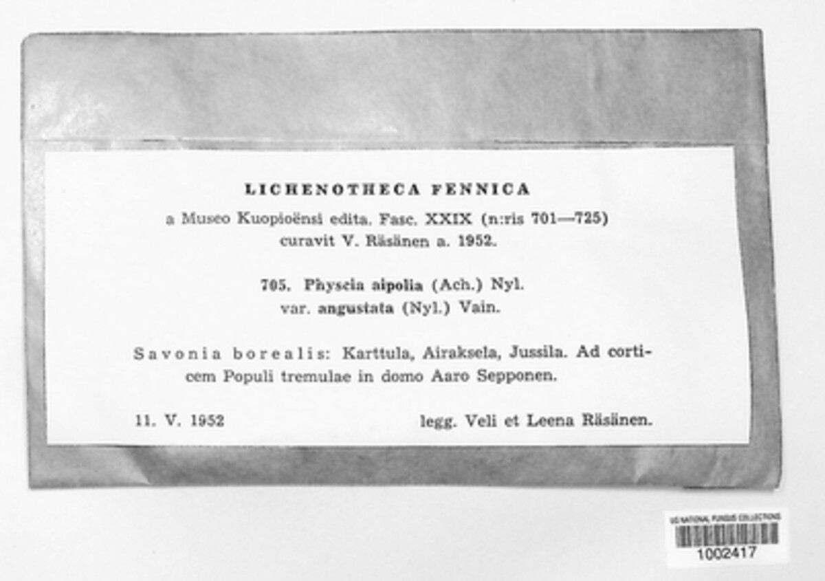 Physcia aipolia image
